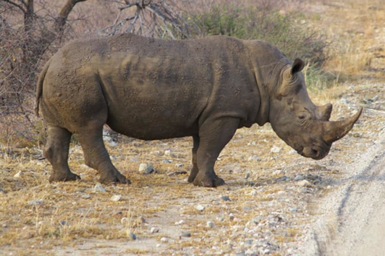 Rhino