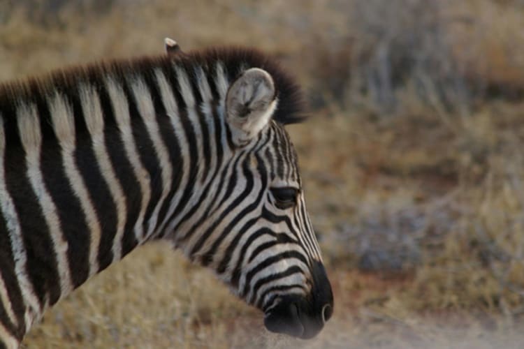 Zebra