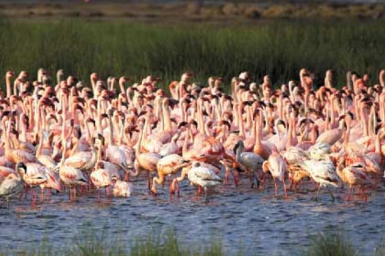 Flamingoes