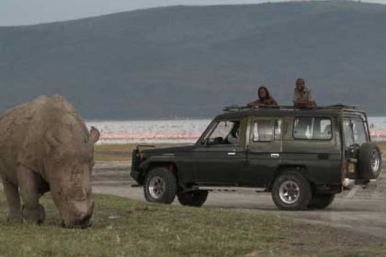 Rhino Safari