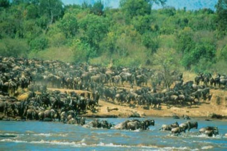 Wildebeest Migration