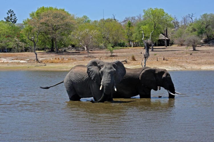 Elephants