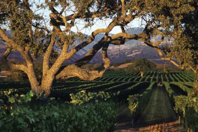 vinyard