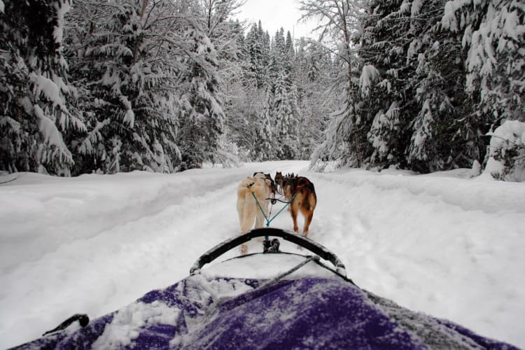 Dogsledding