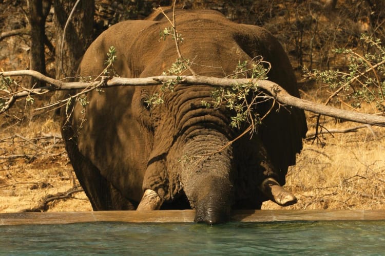 Elephant