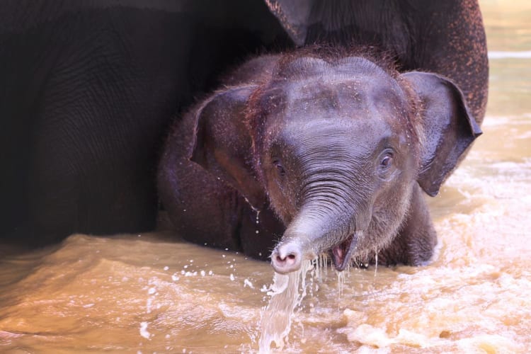 Baby-elephant