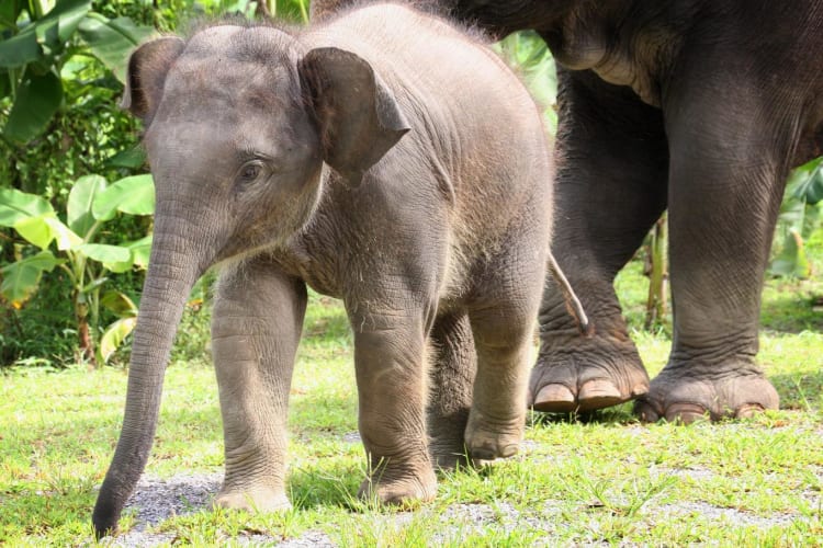 Baby-elephant