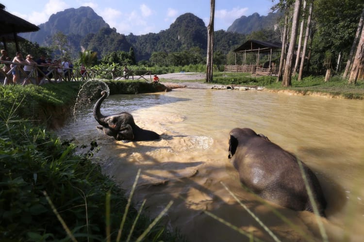 ElephantExperience