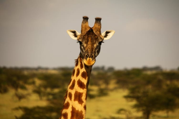 Giraffe