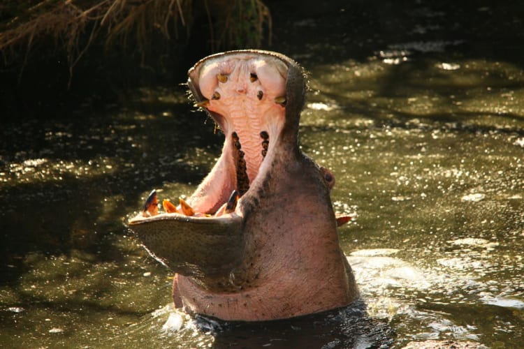 Hippo