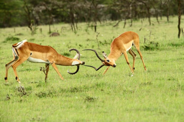 Impala