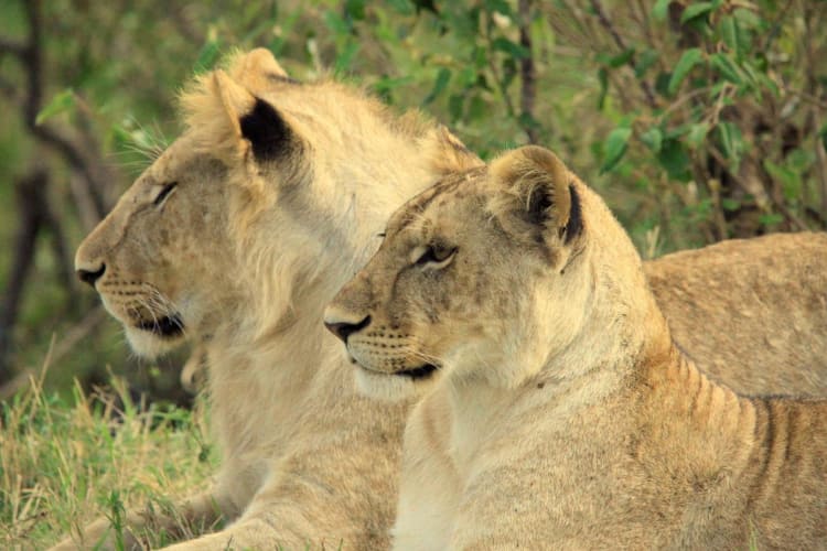 Lion
