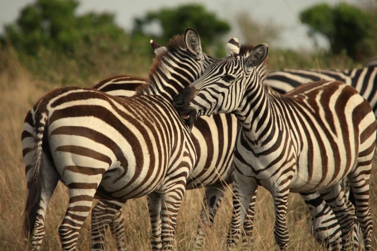 Zebras