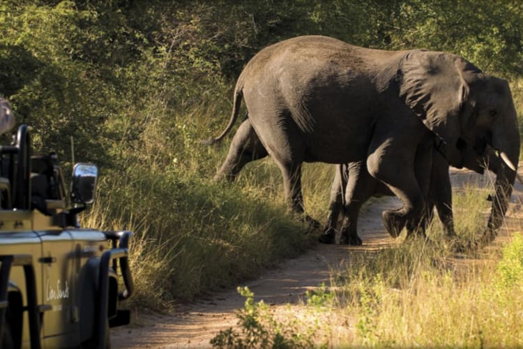 Elephant