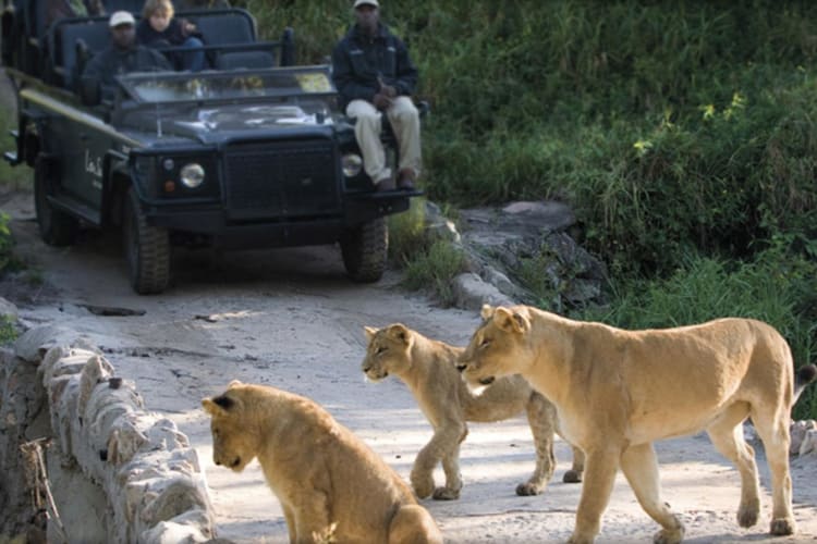 Lions