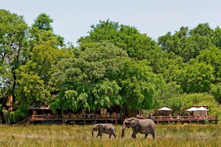 Elephants