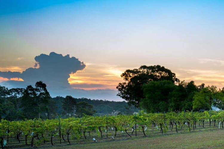 Vineyard