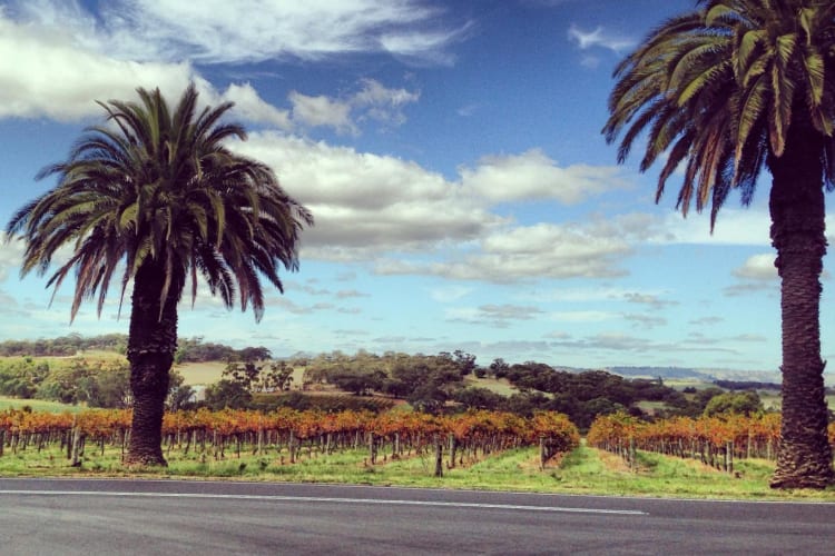 Vineyards
