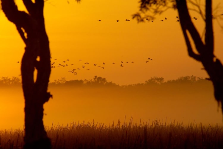 Wetlands-at-Sunrise