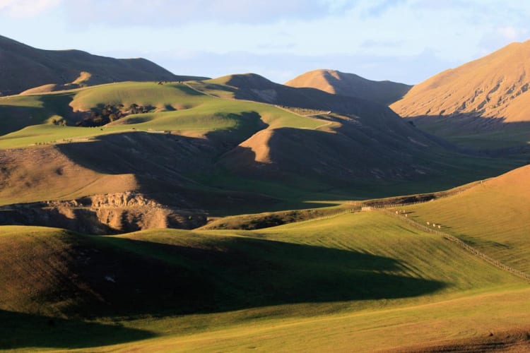 Rolling hills and sheep pastures