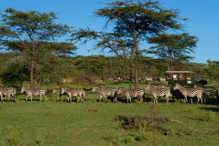 Game-drive