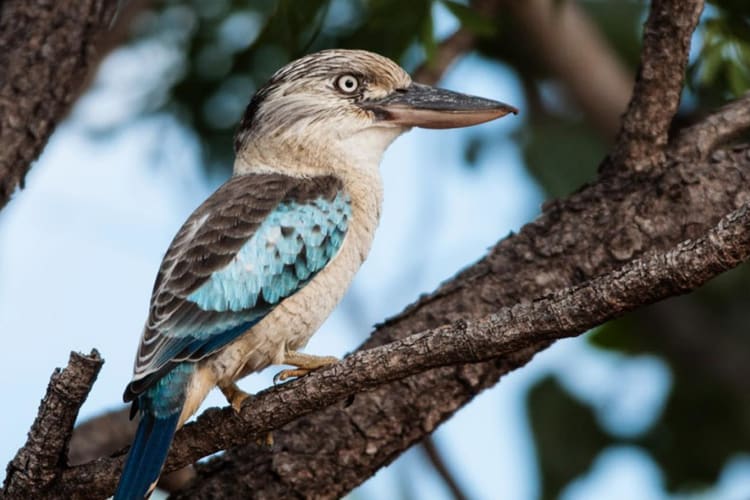 Kookaburra