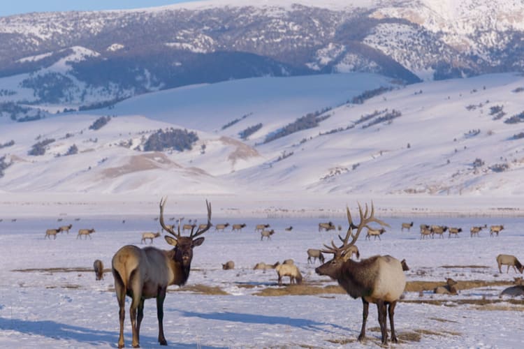 05 Elks