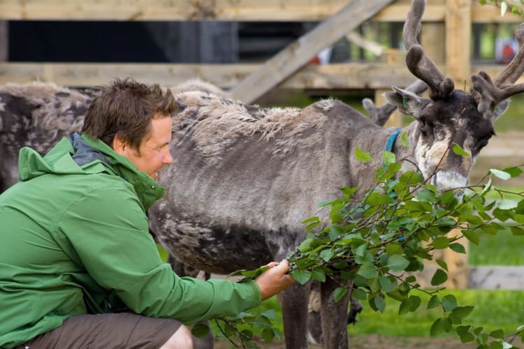 Reindeer5