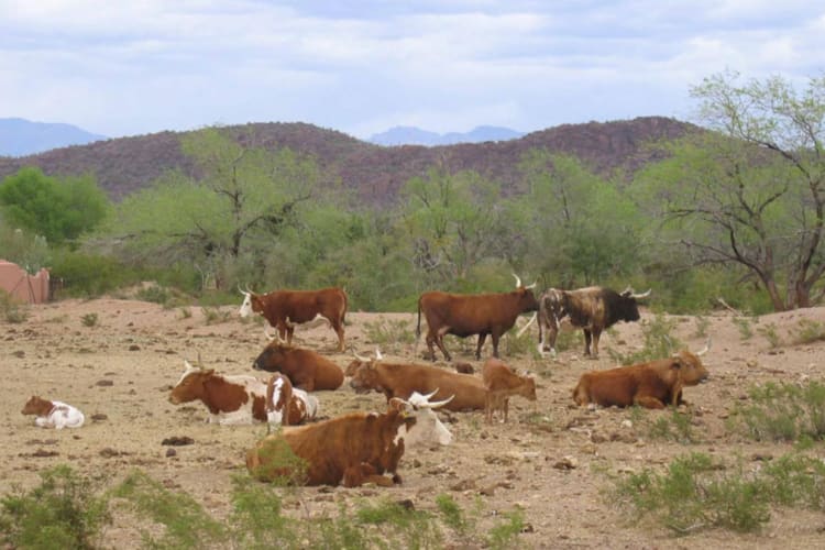 Cattle