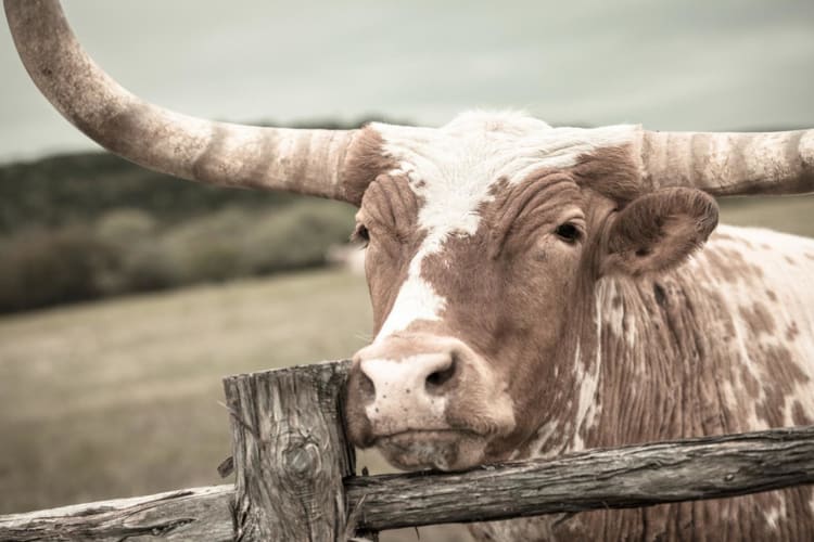 Cattle