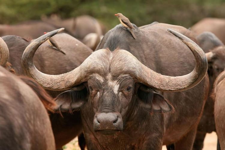 Buffalo