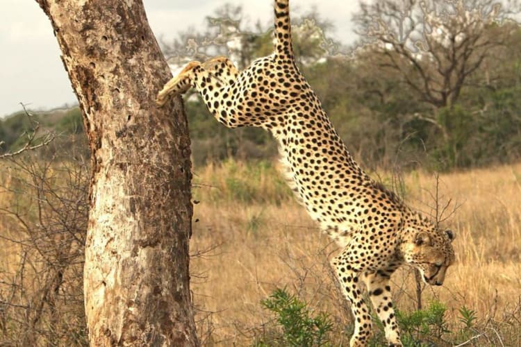 Cheetah