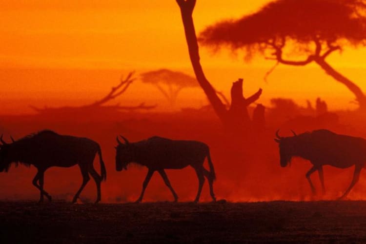 Wilderbeest