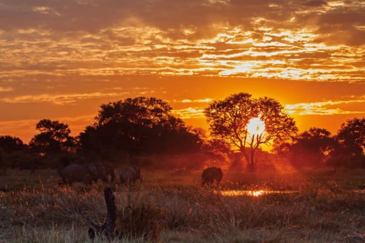 Wildlife