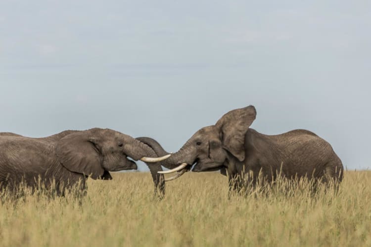 Wildlife
