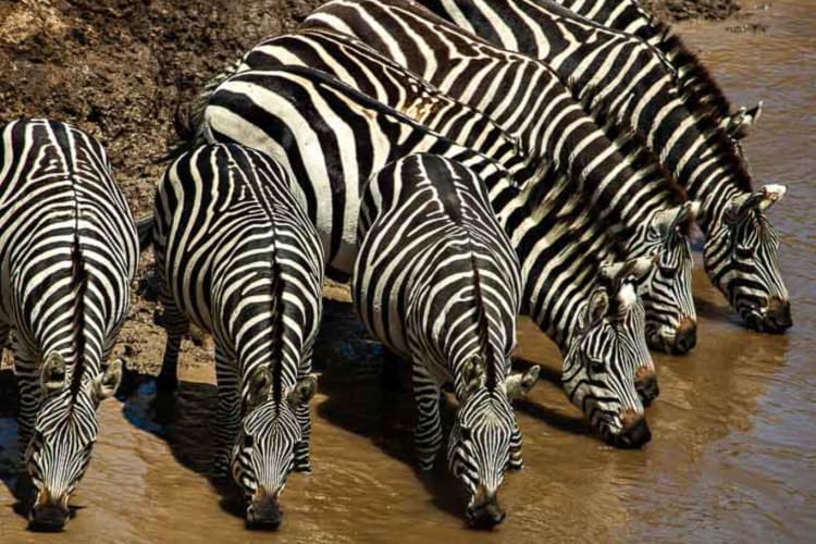 Wildlife