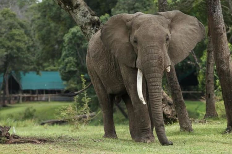 Wildlife
