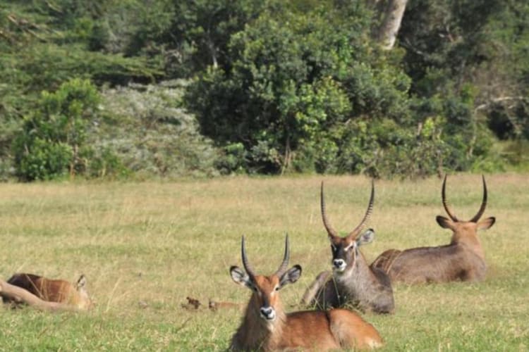 Wildlife