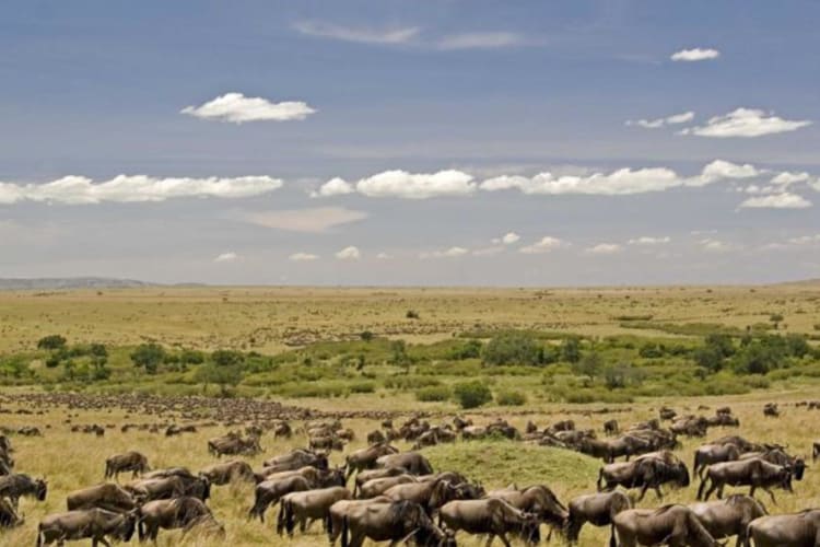 Wildlife