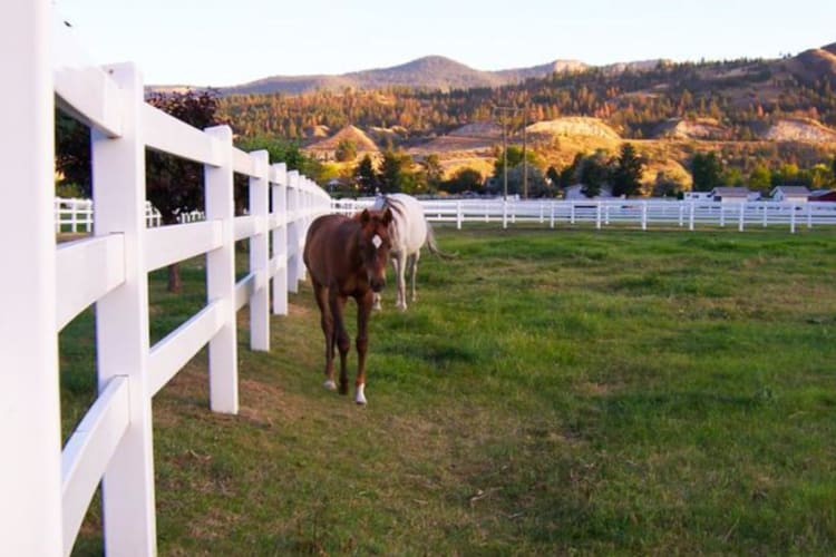 Horses
