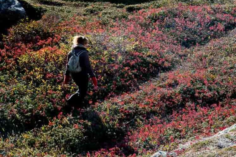 Trekking
