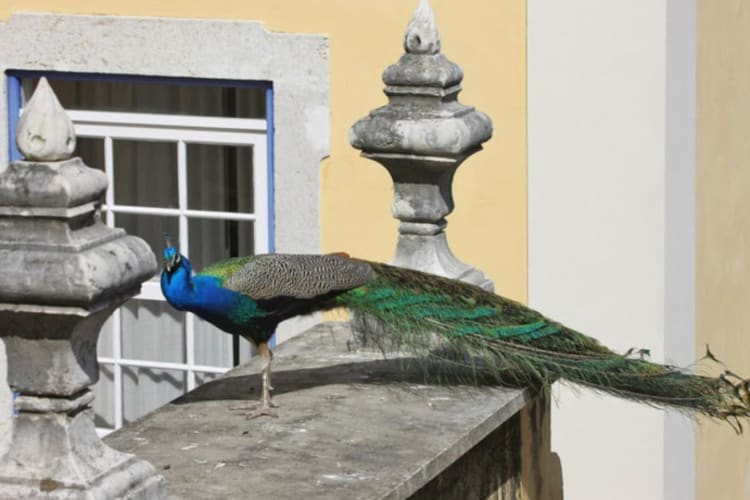 Peacock