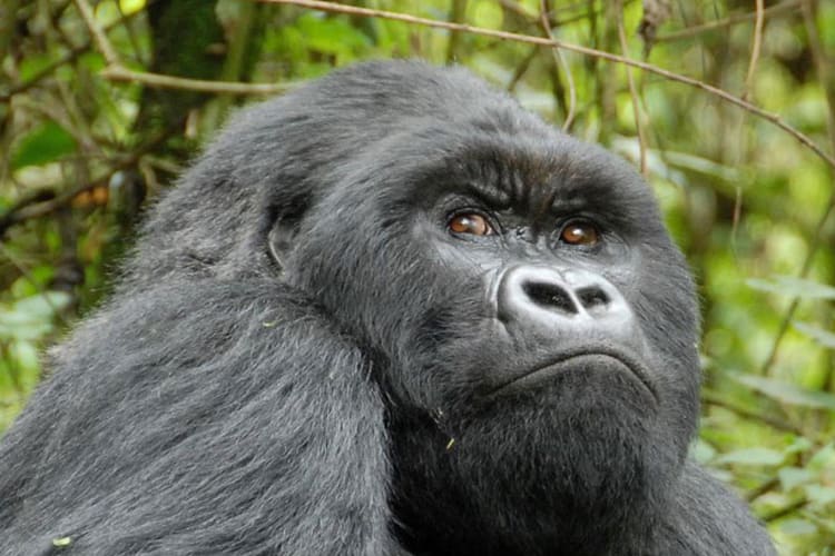 Gorilla