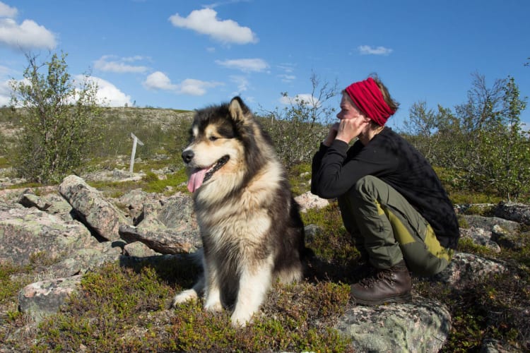 Husky