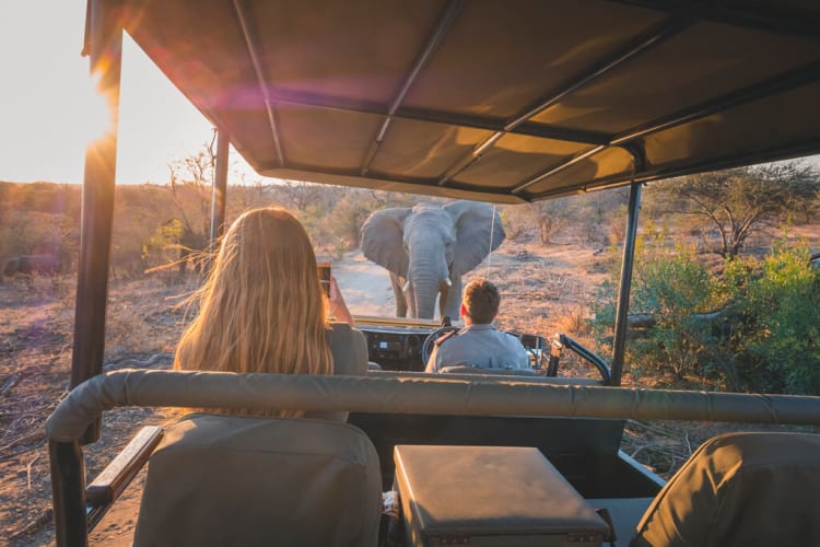 Jabulani experience elephant and safari vehicle
