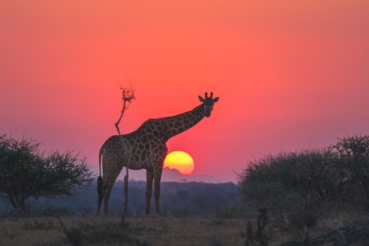 Jabulani wildlife giraffe sunset