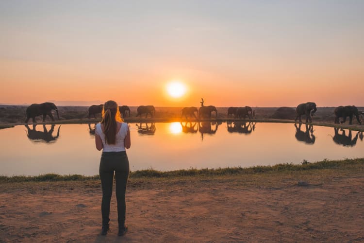Jabulani experience signature sunset with the herd