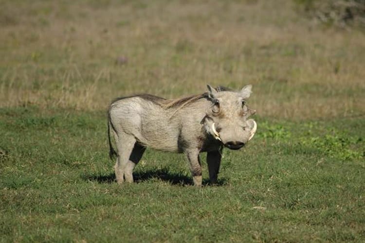 Warthog