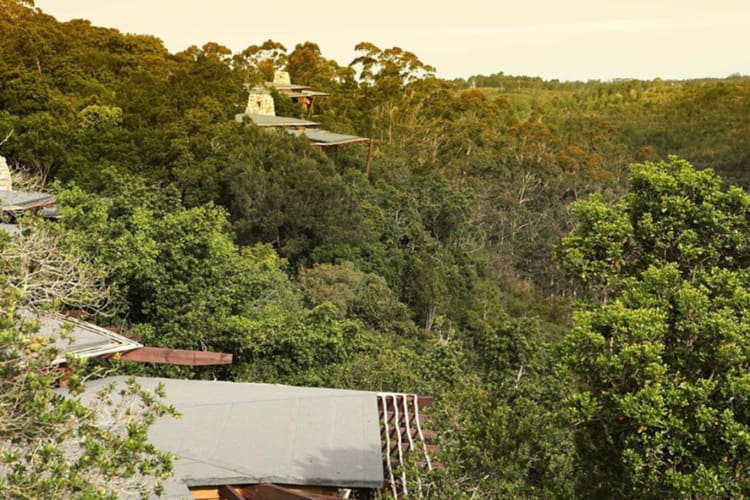 Forest Views