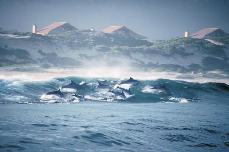 Dolphins